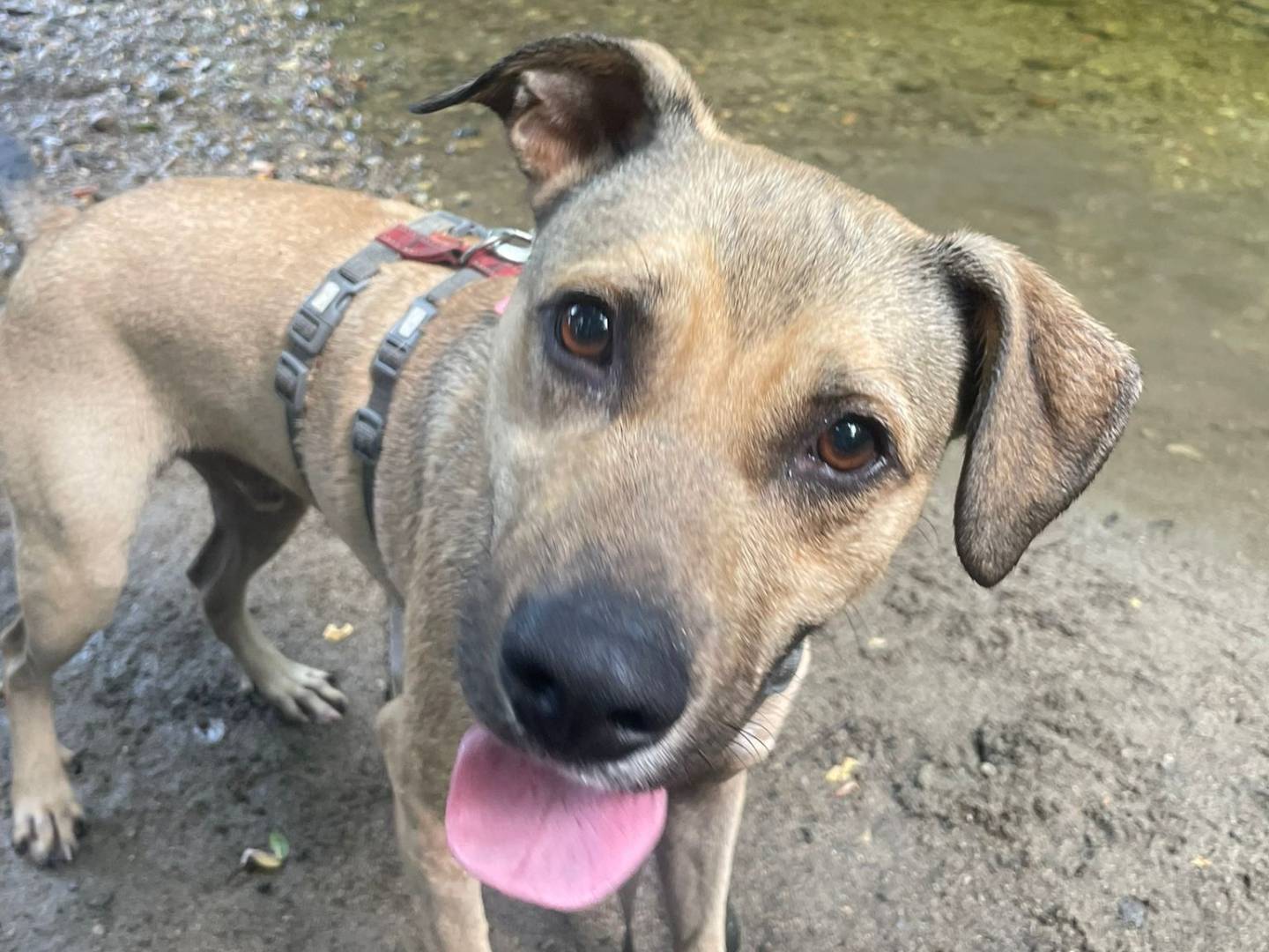 Adotta un cane, maschio, 1 anno e 6 mesi, Como