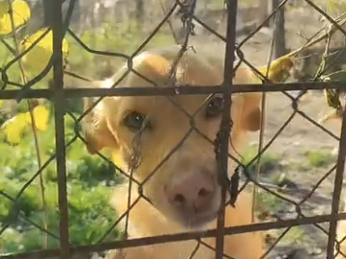 Adozione cane, maschio, Razza sconosciuta Razza sconosciuta, 7 anni e 1 mese, taglia piccola, Roma