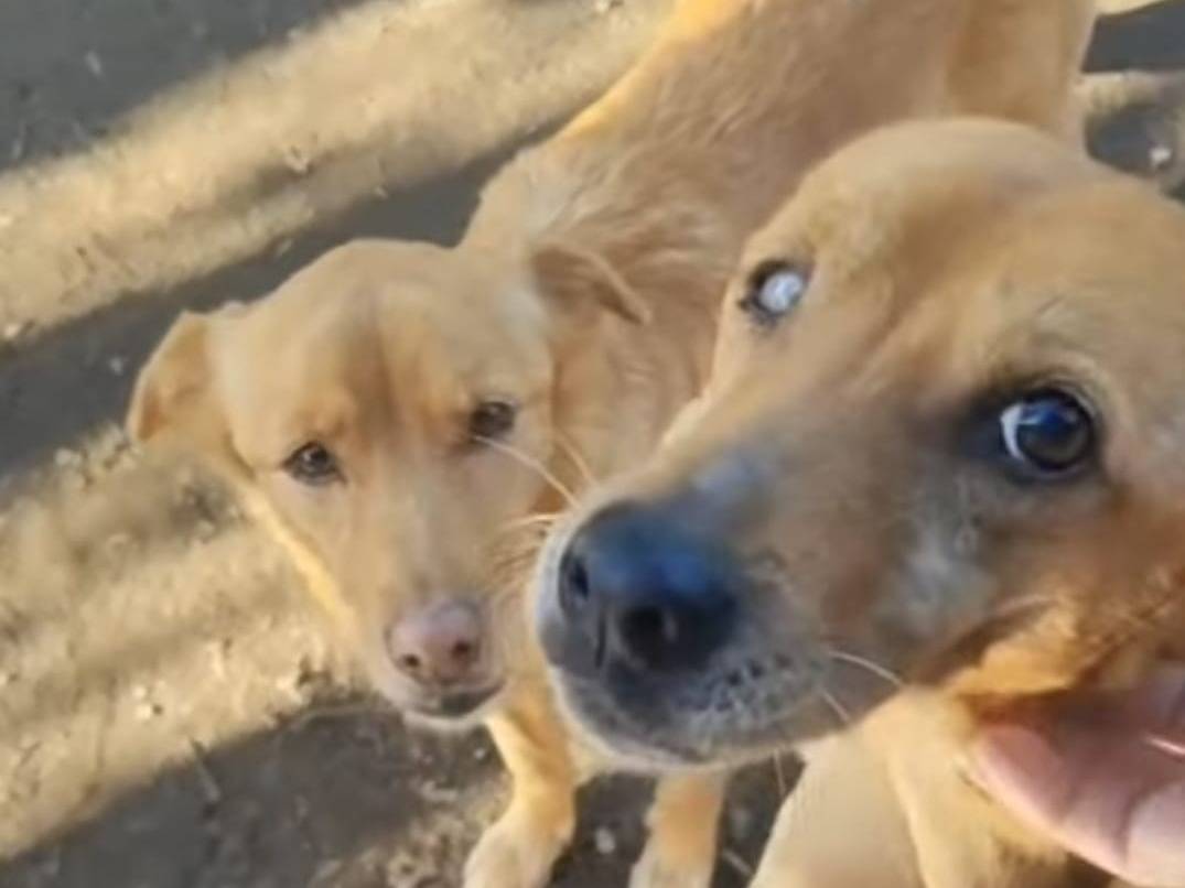 Adotta un cane, maschio, 7 anni e 1 mese, Roma