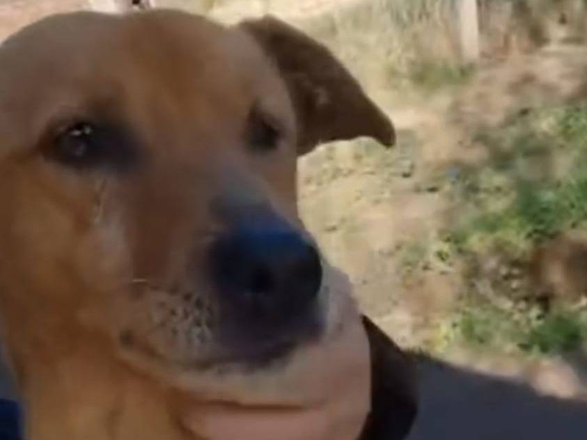 Adotta un cane, taglia piccola, maschio, Roma