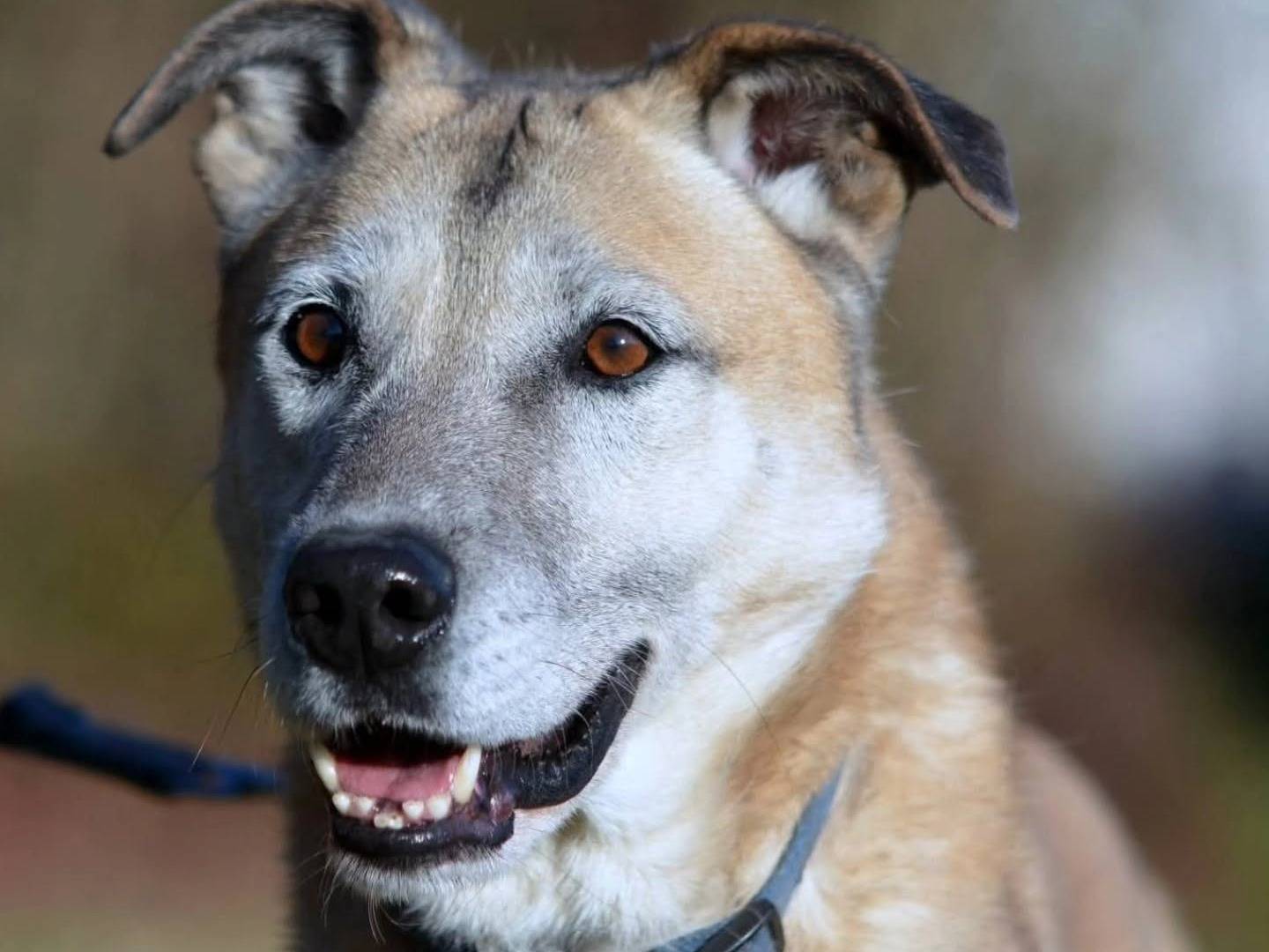Adozione cane, maschio, Razza sconosciuta Razza sconosciuta, 8 anni e 7 mesi, taglia media, Como