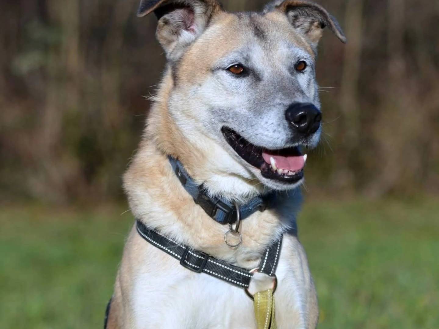 Adotta un cane, maschio, 8 anni e 7 mesi, Como