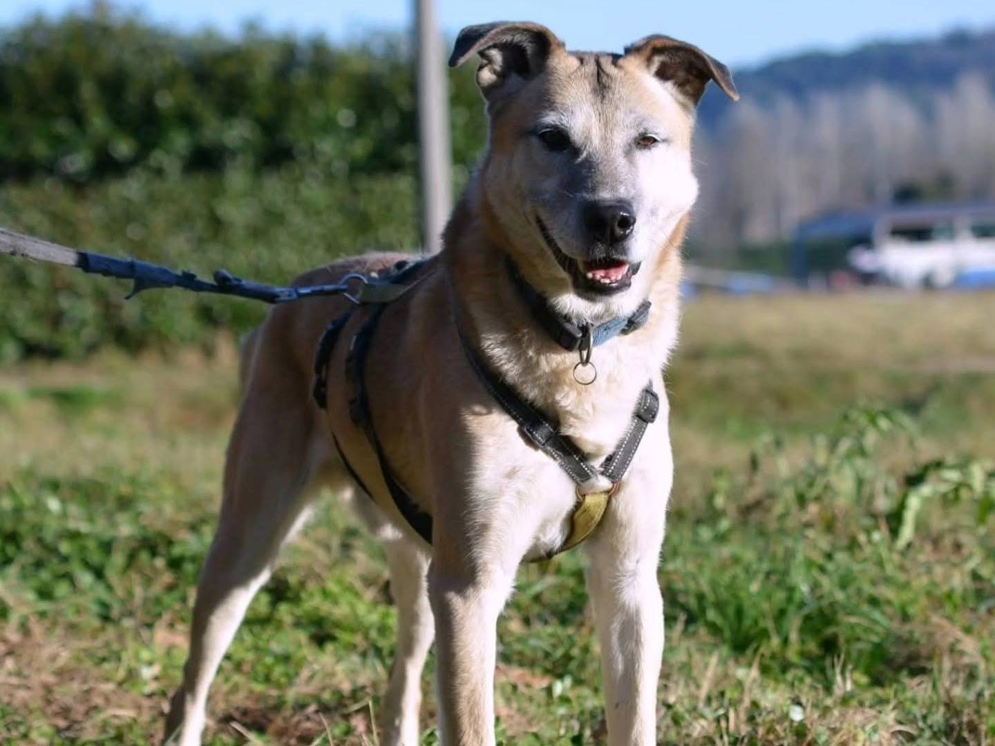 Adotta un cane, taglia media, maschio, Como