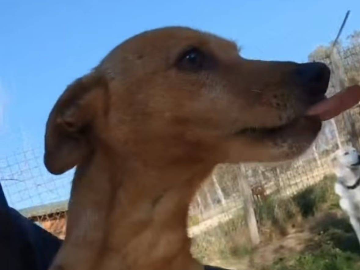 Vuoi adottare un cane a Roma?