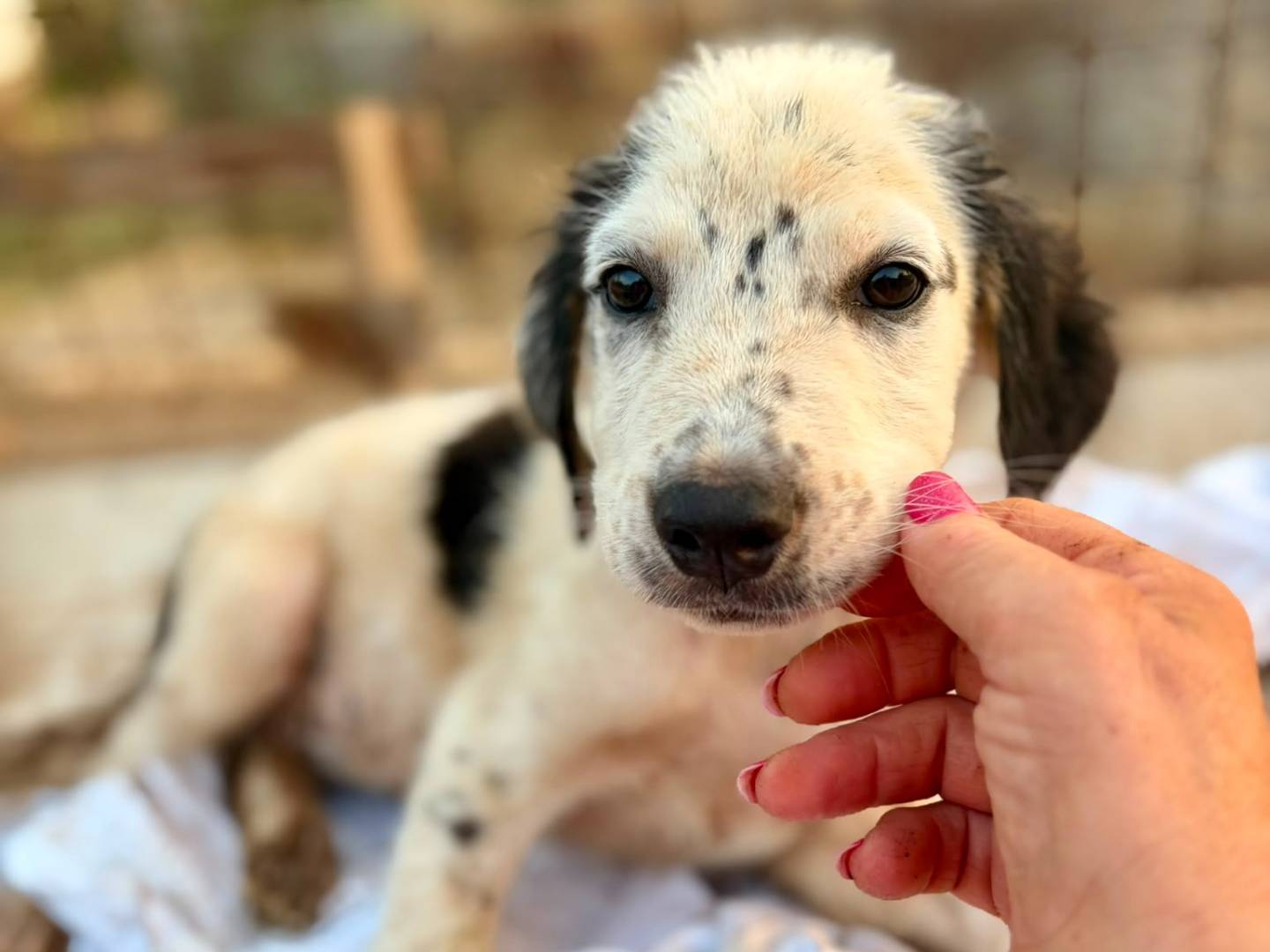 Adozione cane, femmina, Razza sconosciuta Razza sconosciuta, 2 mesi, taglia media contenuta, Siracusa
