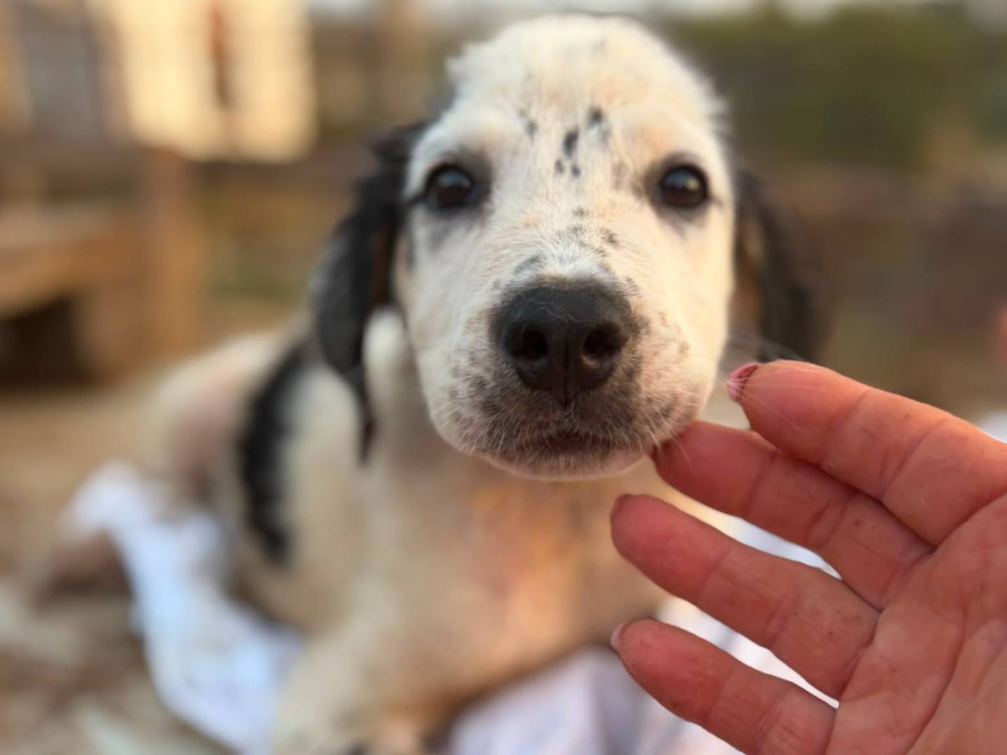 Adotta un cane, femmina, 2 mesi, Siracusa