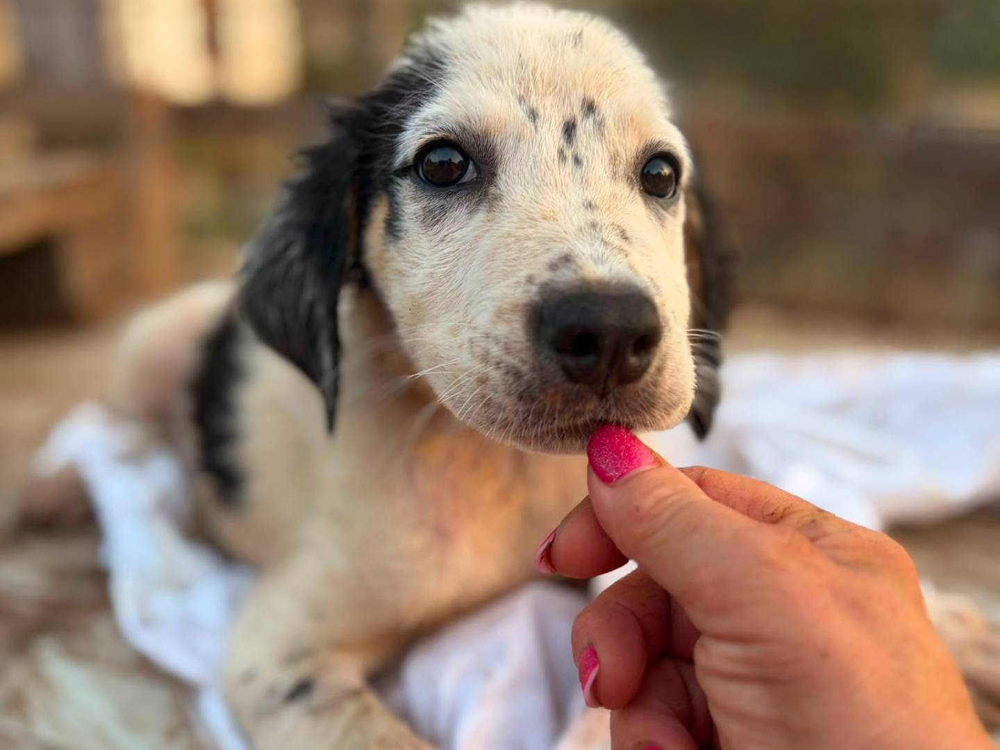Adotta un cane, taglia media contenuta, femmina, Siracusa