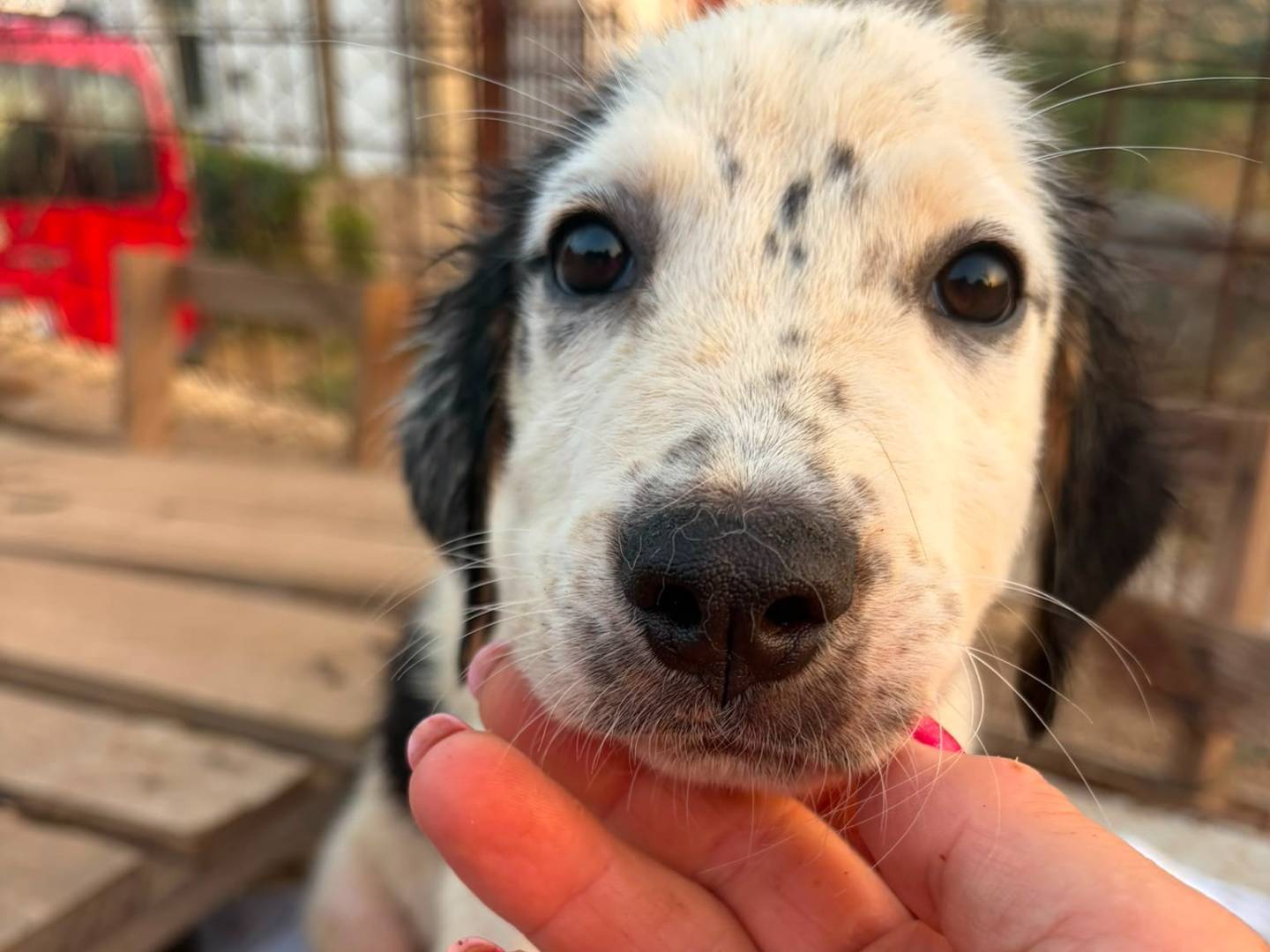 Vuoi adottare un cane a Siracusa?