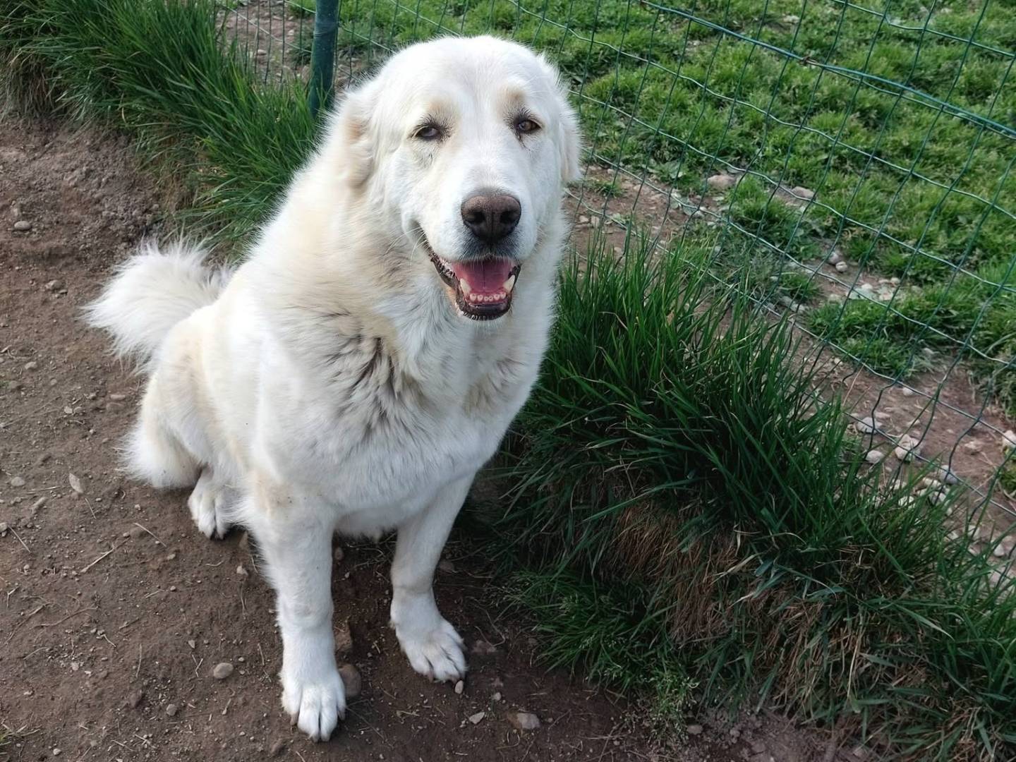 Adozione cane, femmina, Razza sconosciuta Razza sconosciuta, 4 anni e 1 mese, taglia grande, Como