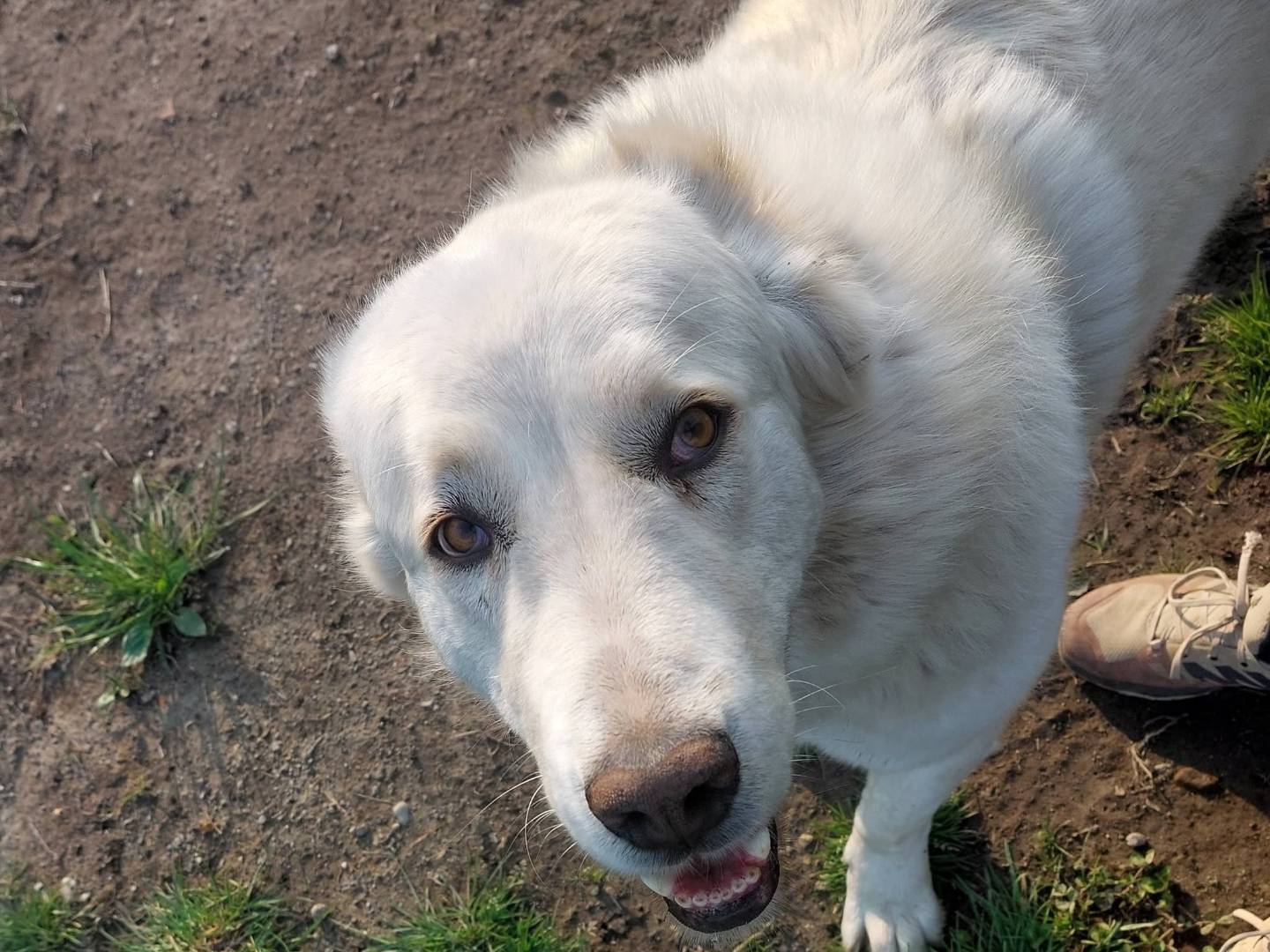 Adotta un cane, femmina, 4 anni e 1 mese, Como
