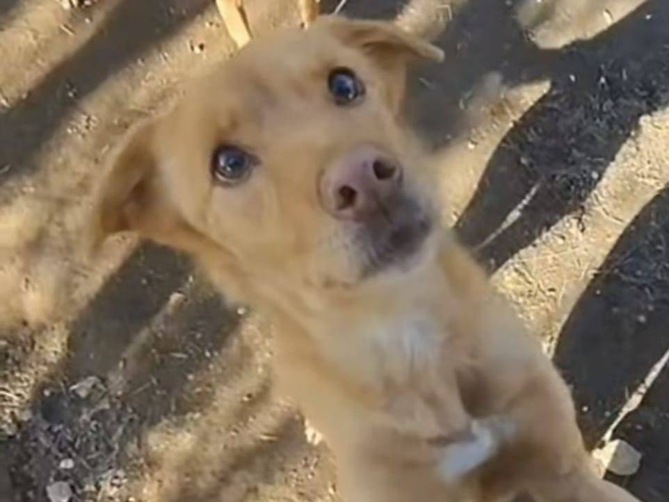 Adozione cane, femmina, Razza sconosciuta Razza sconosciuta, 7 anni e 1 mese, taglia piccola, Roma