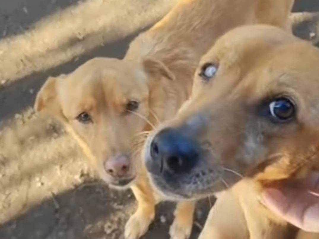 Adotta un cane, femmina, 7 anni e 1 mese, Roma