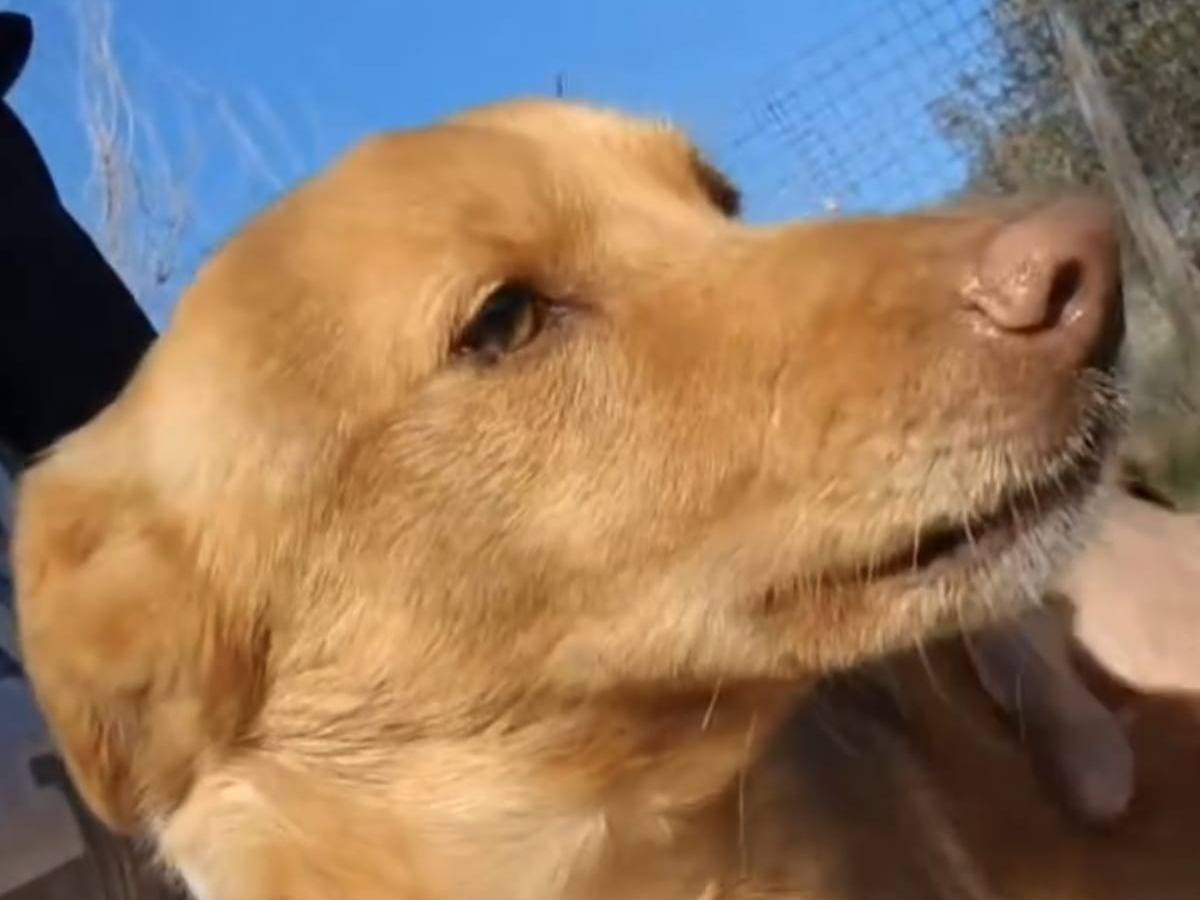 Adotta un cane, taglia piccola, femmina, Roma