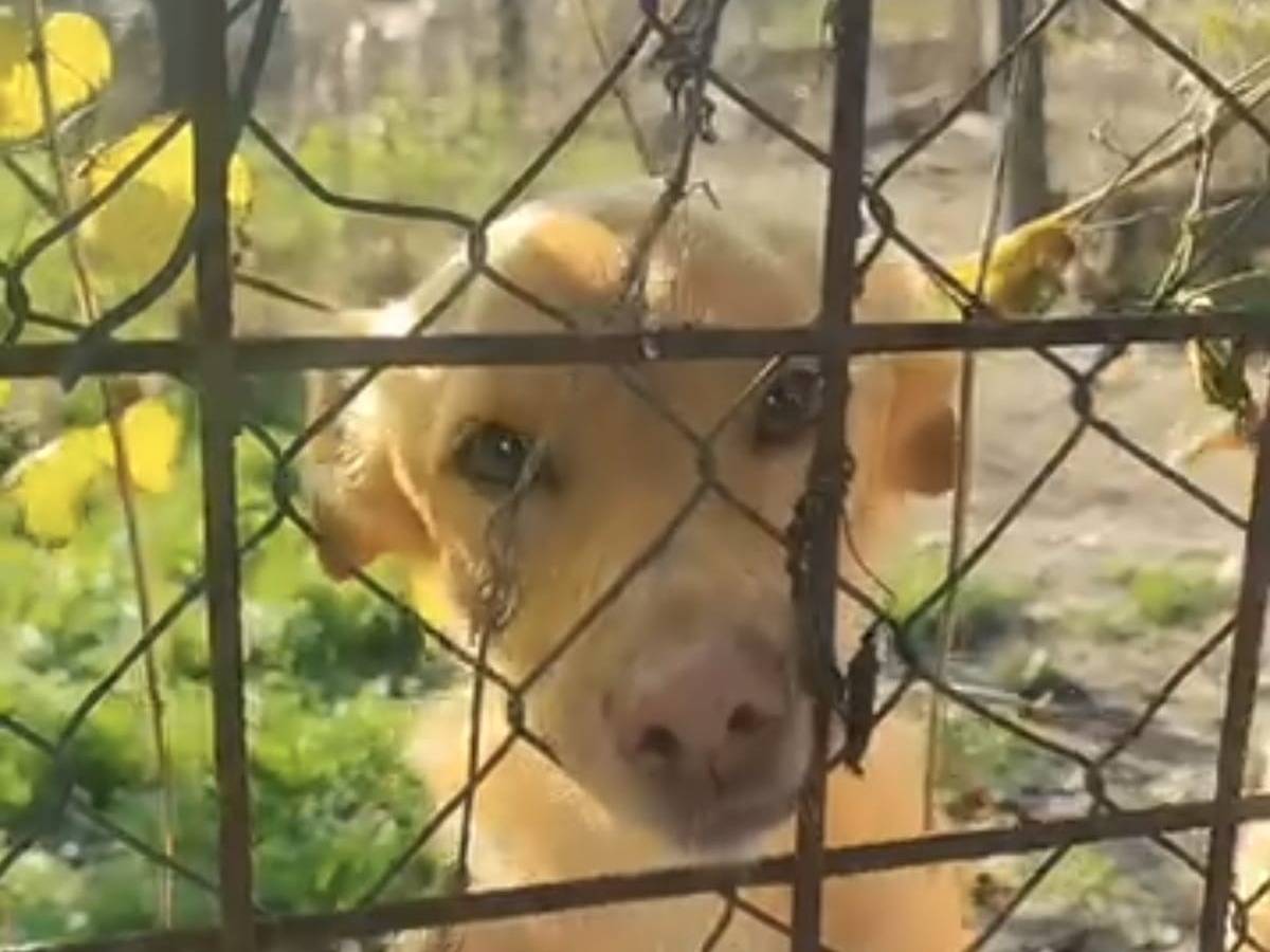 Vuoi adottare un cane a Roma?