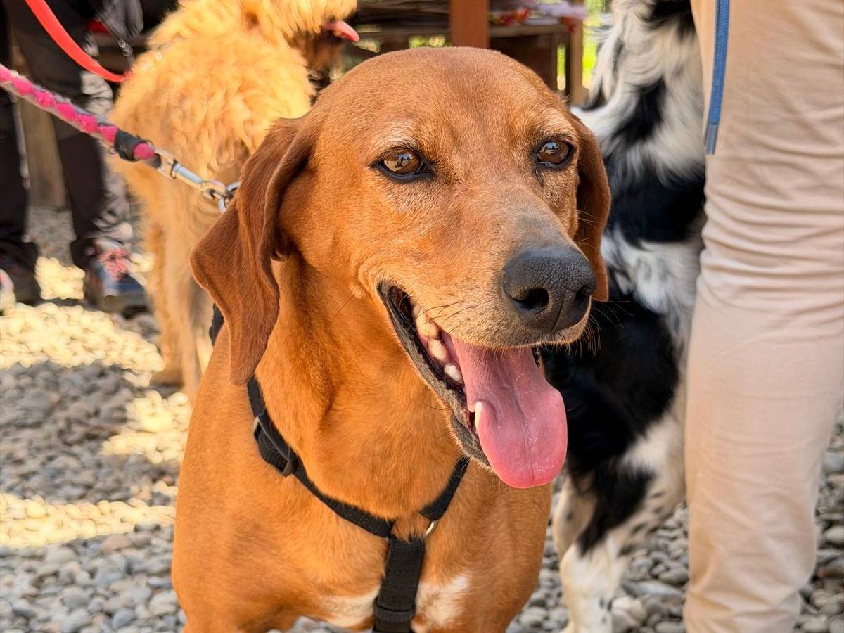 Adozione cane, femmina, Razza sconosciuta Razza sconosciuta, 4 anni, taglia media contenuta, Como
