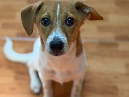 Adozione cane, femmina, Razza sconosciuta Razza sconosciuta, 5 mesi, taglia media contenuta, Torino