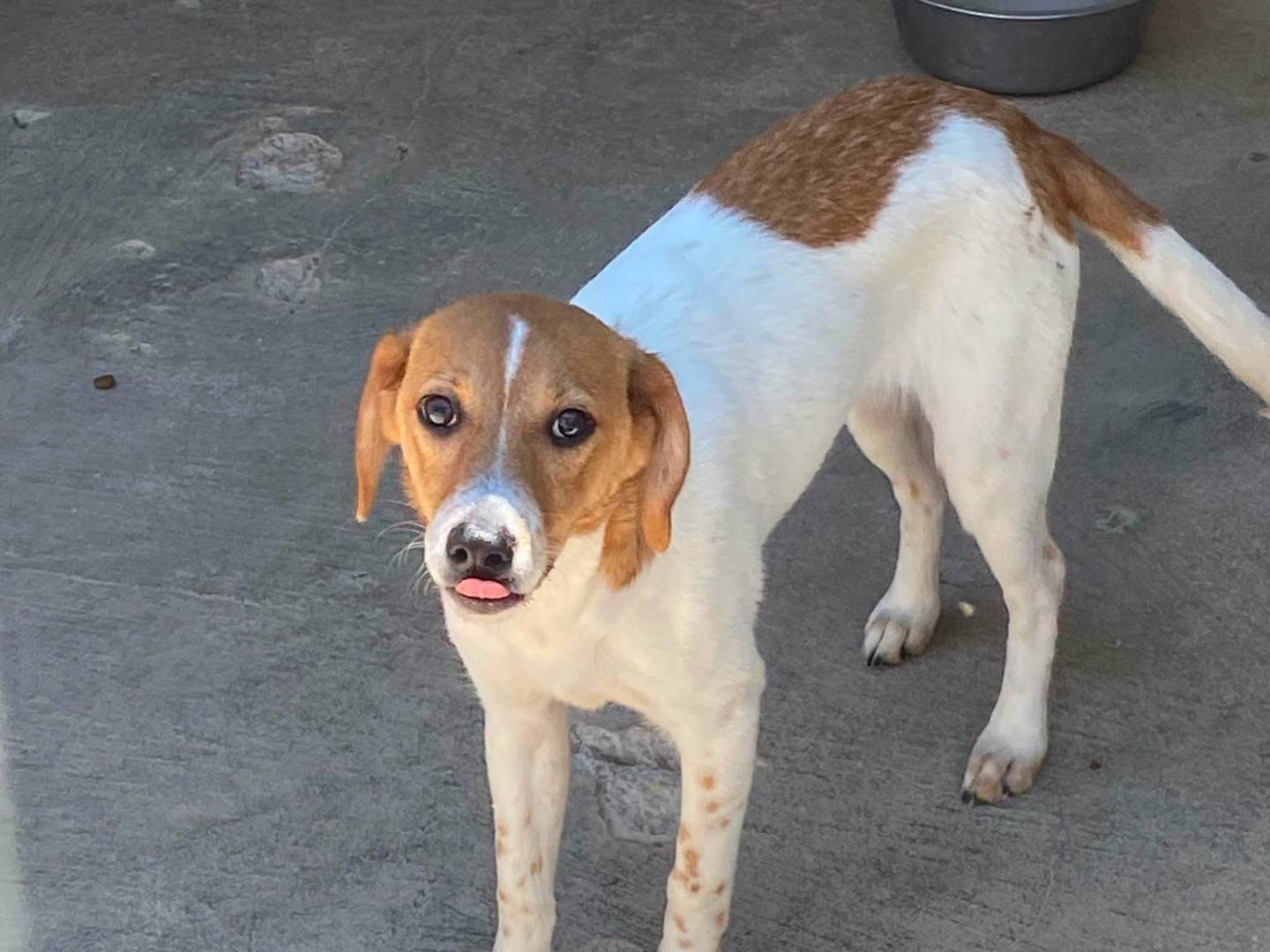Adotta un cane, femmina, 5 mesi, Torino