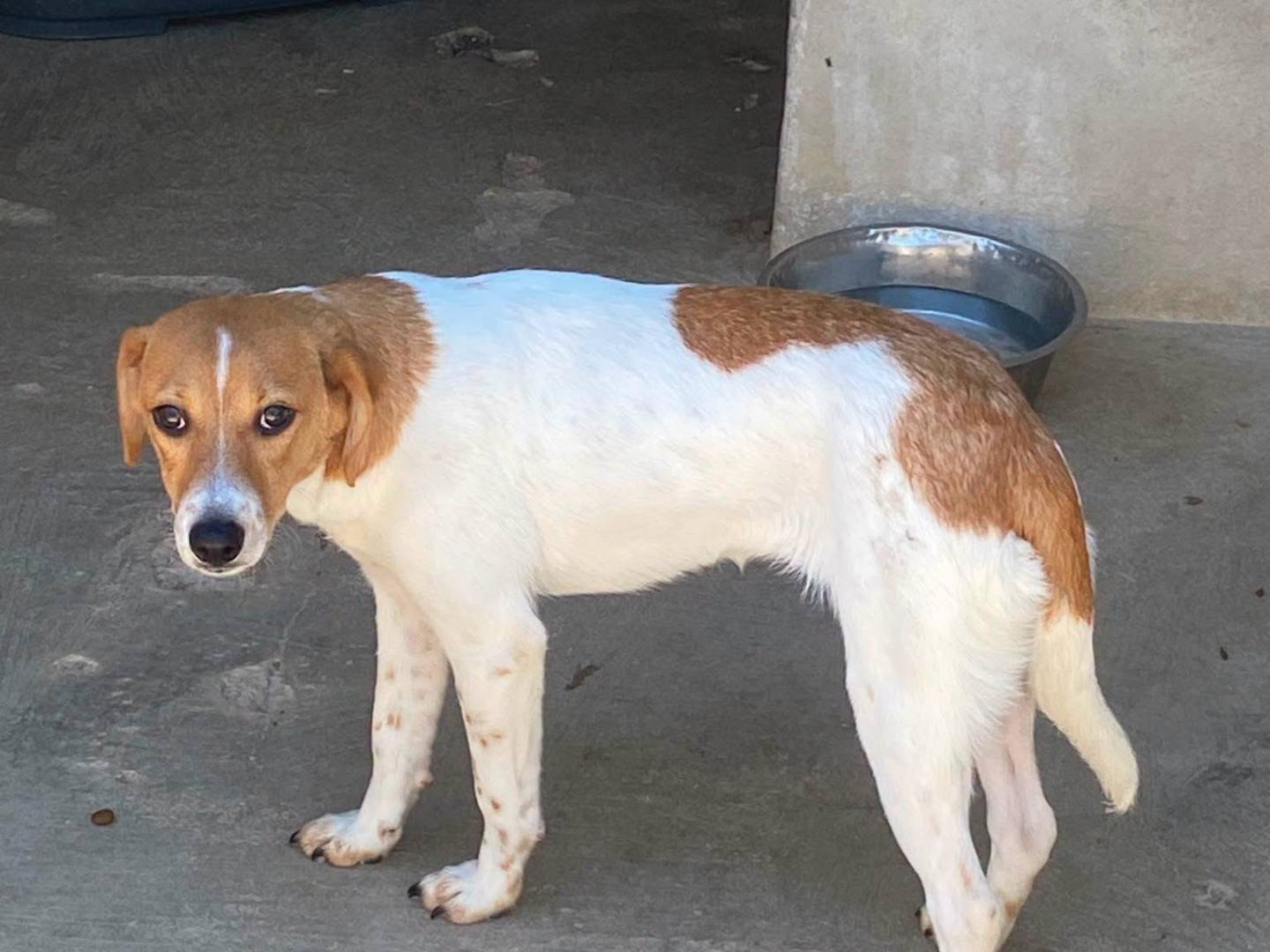 Vuoi adottare un cane a Torino?