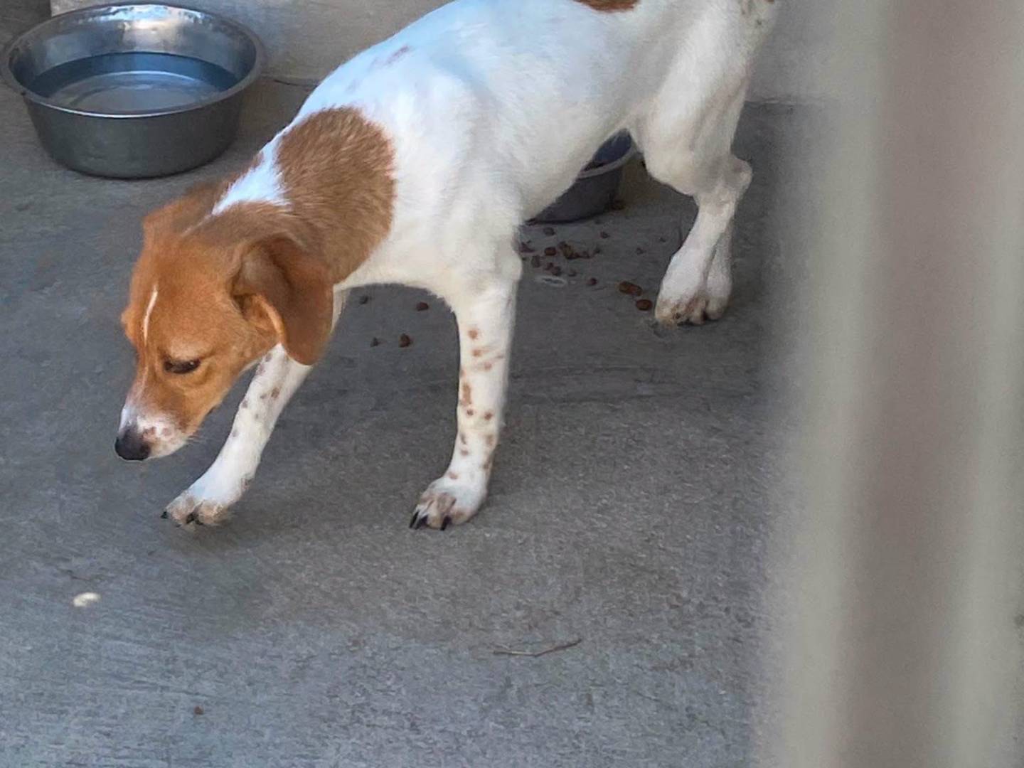 Adotta il cane Mia a Torino