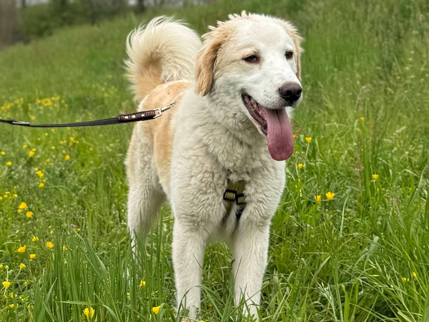 Adozione cane, maschio, Razza sconosciuta Razza sconosciuta, 3 anni e 2 mesi, taglia media, Como