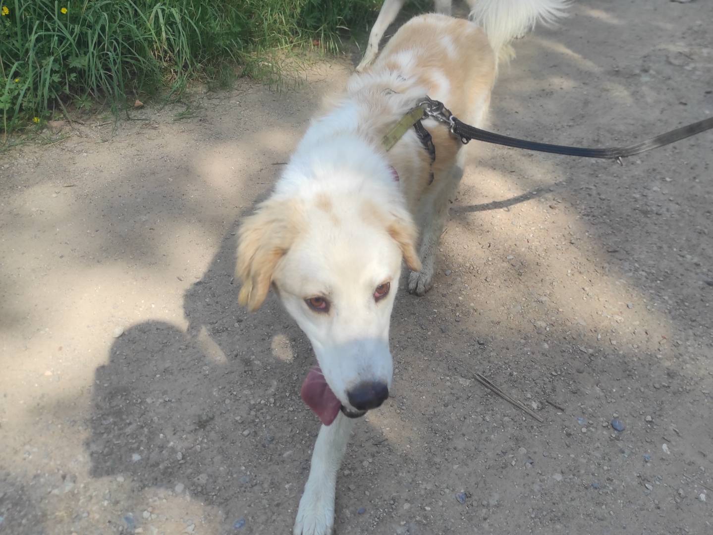 Adotta un cane, taglia media, maschio, Como
