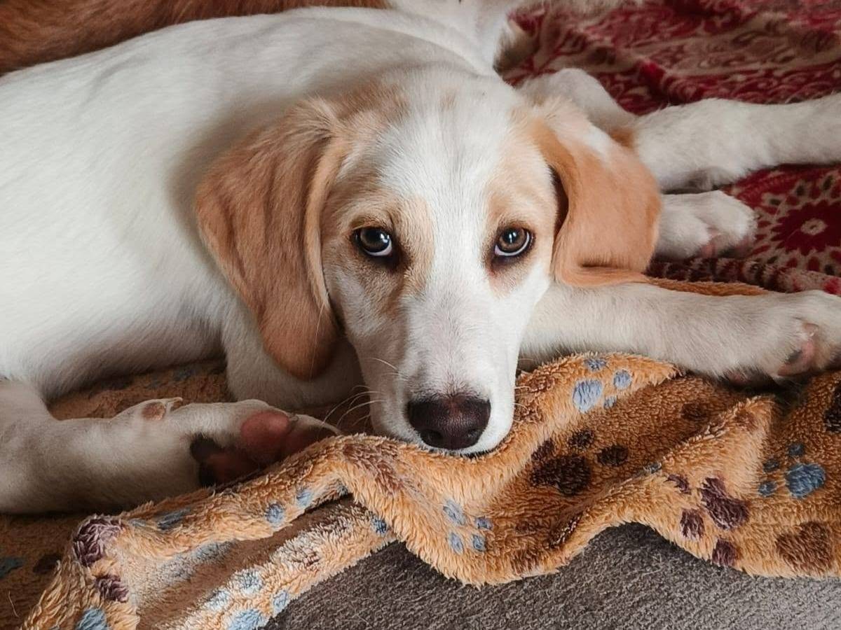 Adozione cane, maschio, Razza sconosciuta Razza sconosciuta, 6 mesi, taglia media contenuta, Como