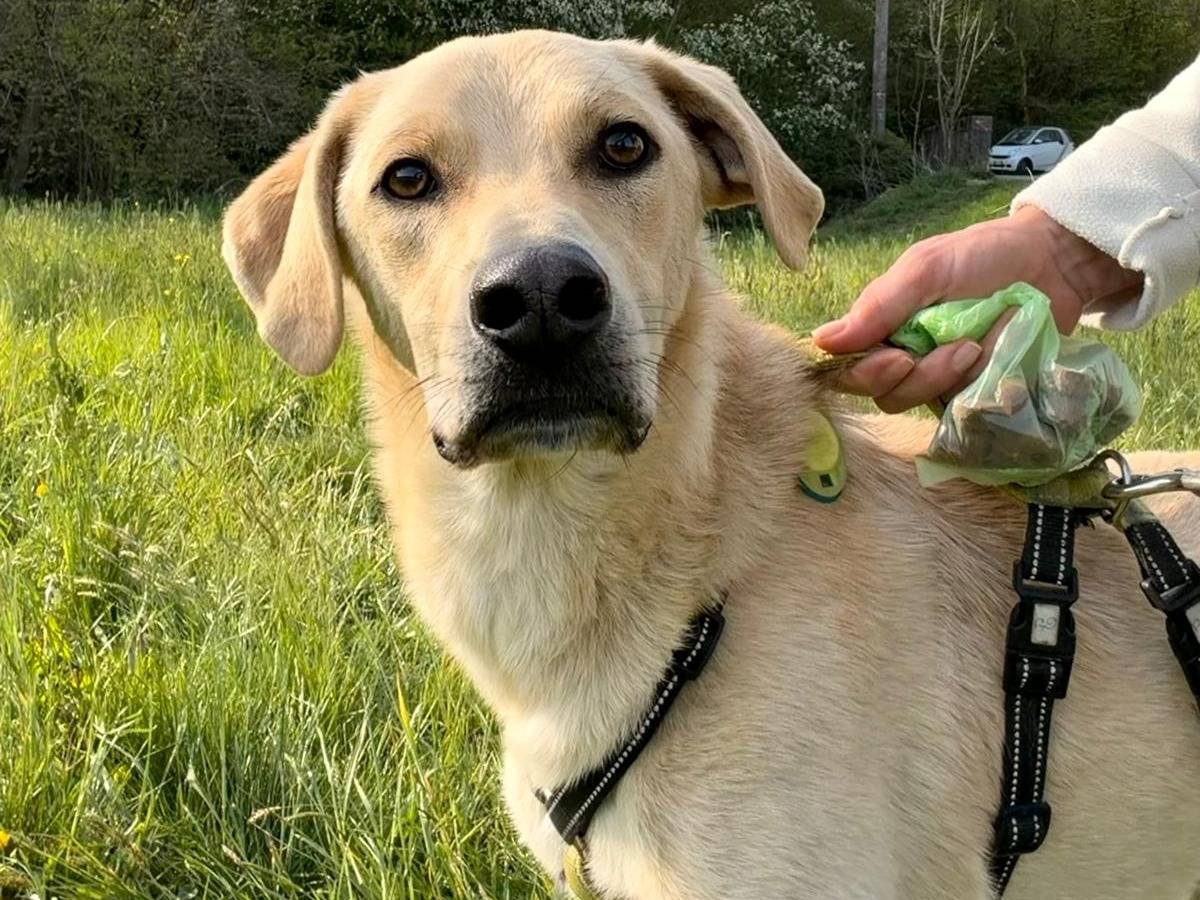 Adozione cane, maschio, Razza sconosciuta Razza sconosciuta, 1 anno e 4 mesi, taglia media contenuta, Como