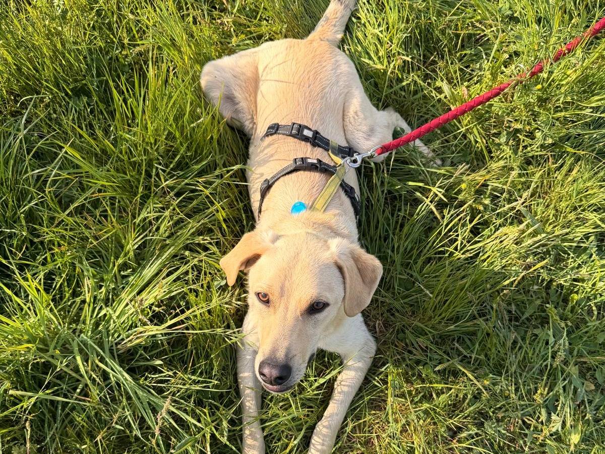 Adotta un cane, maschio, 1 anno e 4 mesi, Como