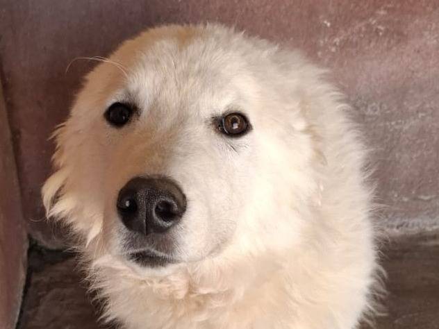 Adotta un cane, maschio, 4 anni e 1 mese, Brescia