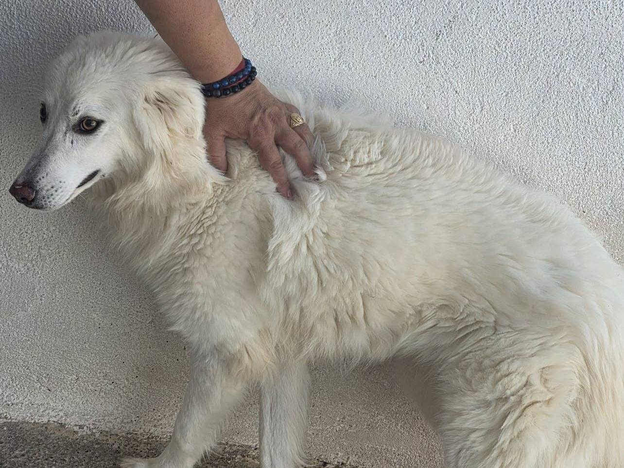 Adozione cane, femmina, Razza sconosciuta Razza sconosciuta, 2 anni e 6 mesi, taglia media, Crotone