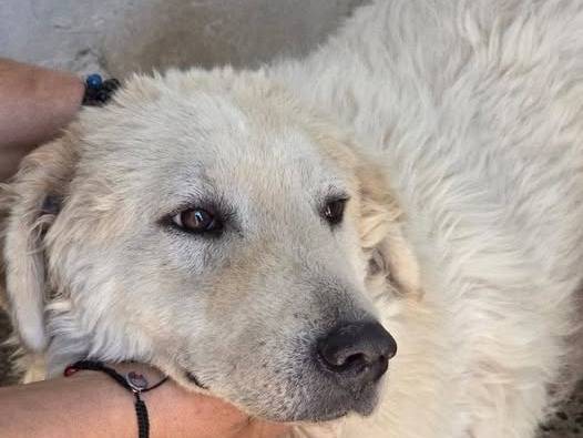 Adozione cane, maschio, Razza sconosciuta Razza sconosciuta, 4 anni e 1 mese, taglia grande, Crotone