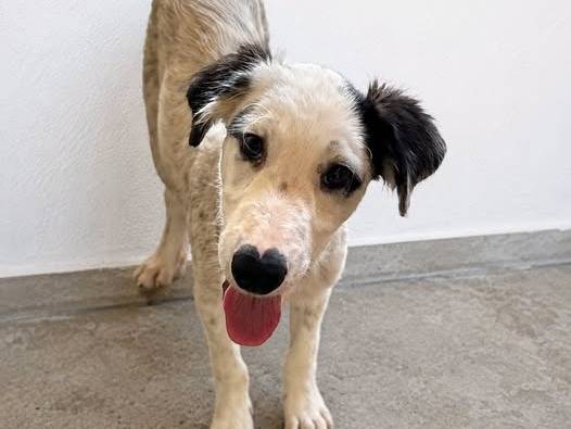 Adozione cane, maschio, Razza sconosciuta Razza sconosciuta, 4 mesi, taglia media, Crotone