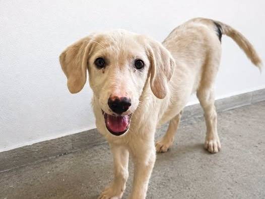 Adozione cane, femmina, Razza sconosciuta Razza sconosciuta, 4 mesi, taglia media, Crotone