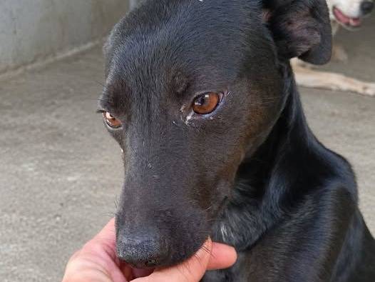Adozione cane, maschio, Razza sconosciuta Razza sconosciuta, 1 anno e 3 mesi, taglia piccola, Crotone