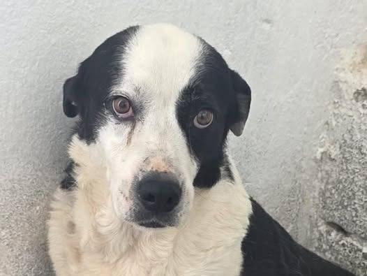 Adozione cane, maschio, Razza sconosciuta Razza sconosciuta, 4 anni e 6 mesi, taglia media contenuta, Crotone