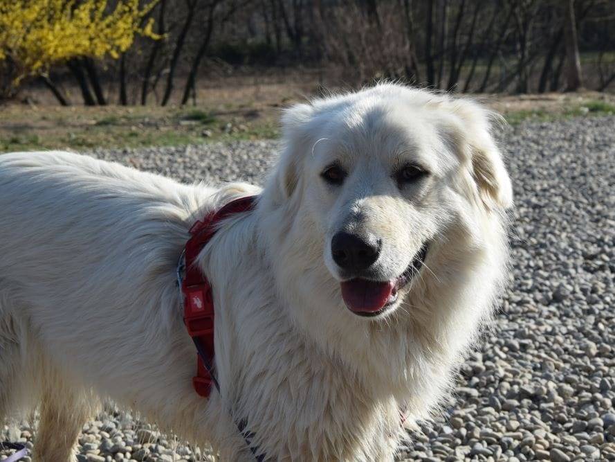 Adozione cane, femmina, Razza sconosciuta Razza sconosciuta, 8 anni e 7 mesi, taglia grande, Como