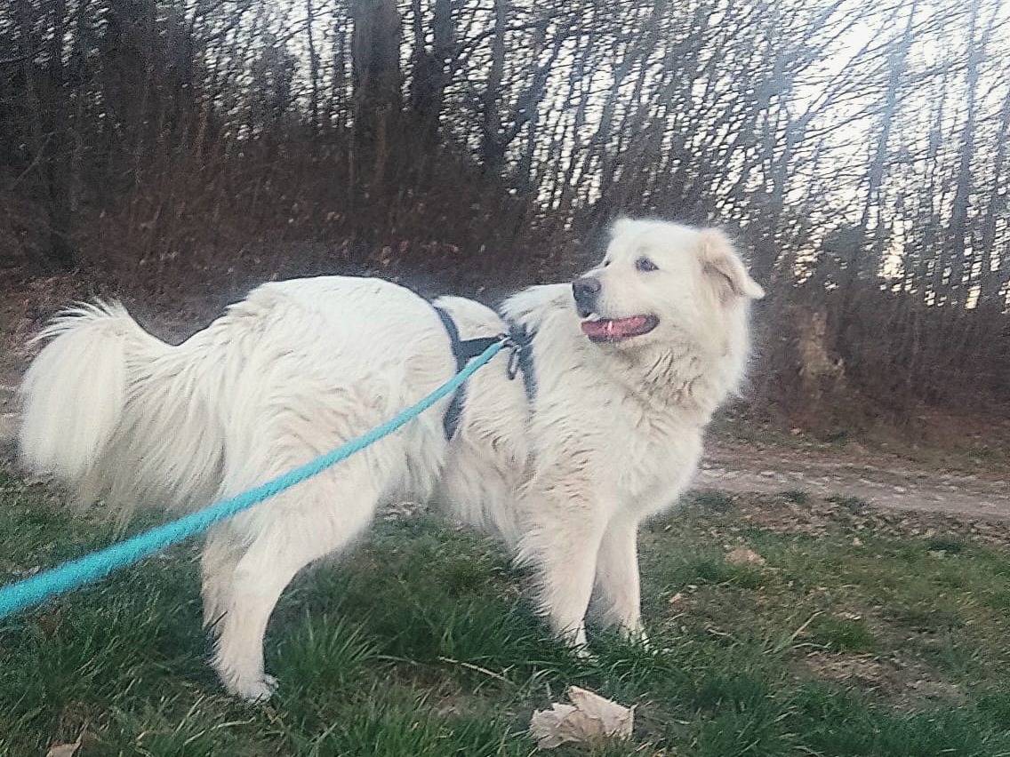 Adotta un cane, femmina, 8 anni e 7 mesi, Como