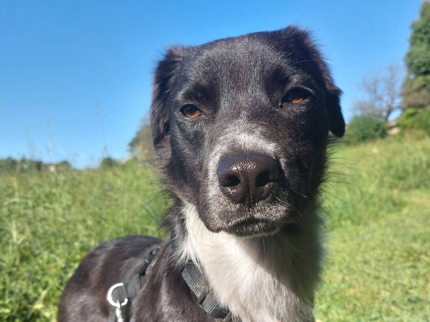 Adozione cane, femmina, Razza sconosciuta Razza sconosciuta, 3 anni, taglia piccola, Como