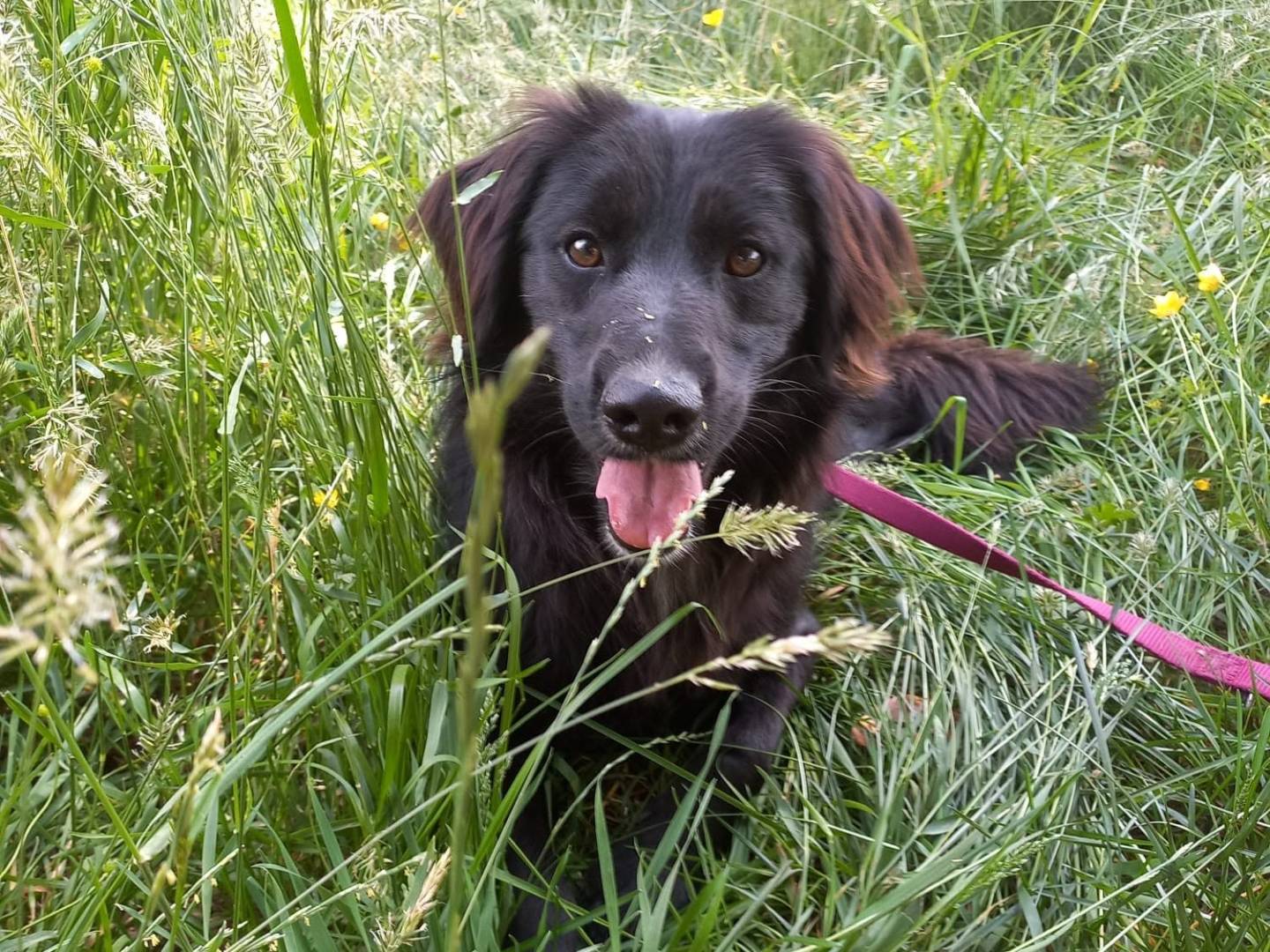 Adozione cane, femmina, Razza sconosciuta Razza sconosciuta, 3 anni, taglia media contenuta, Como