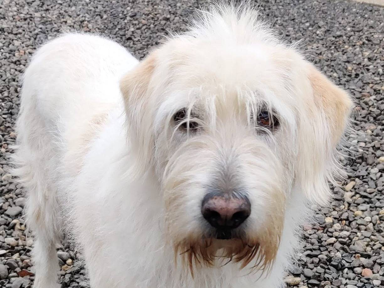 Adozione cane, femmina, Razza sconosciuta Razza sconosciuta, 9 anni e 2 mesi, taglia grande, Como