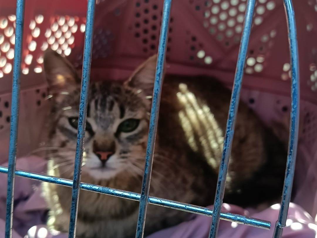 Adozione gatto, femmina, Razza sconosciuta Razza sconosciuta, 10 mesi, taglia non valida, Bari