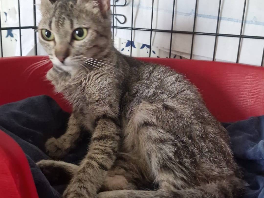 Adotta un gatto, femmina, 10 mesi, Bari
