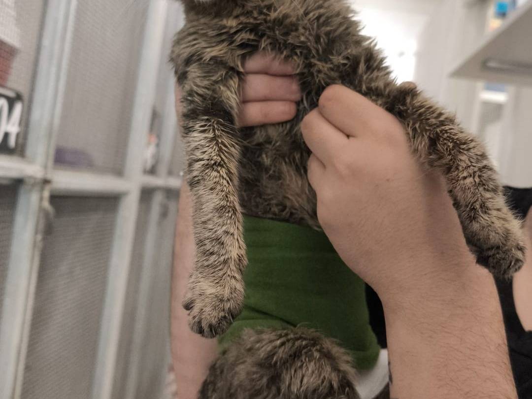 Vuoi adottare un gatto a Bari?