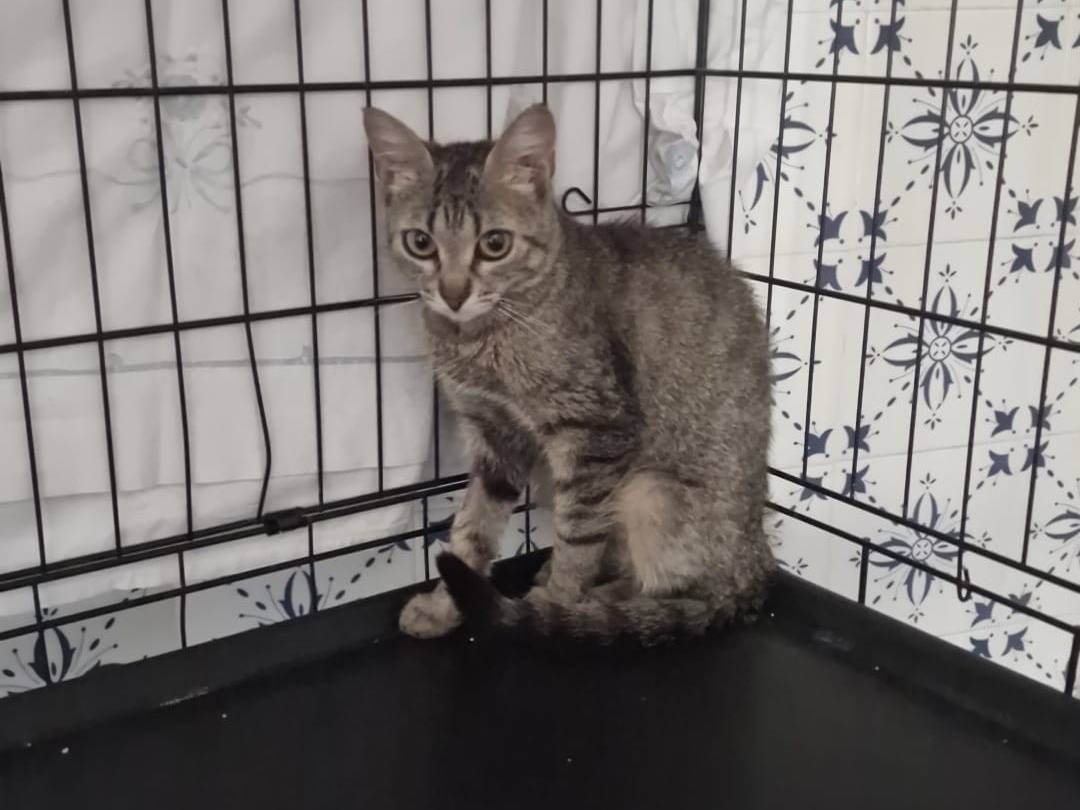 Adotta il gatto Trilly a Bari