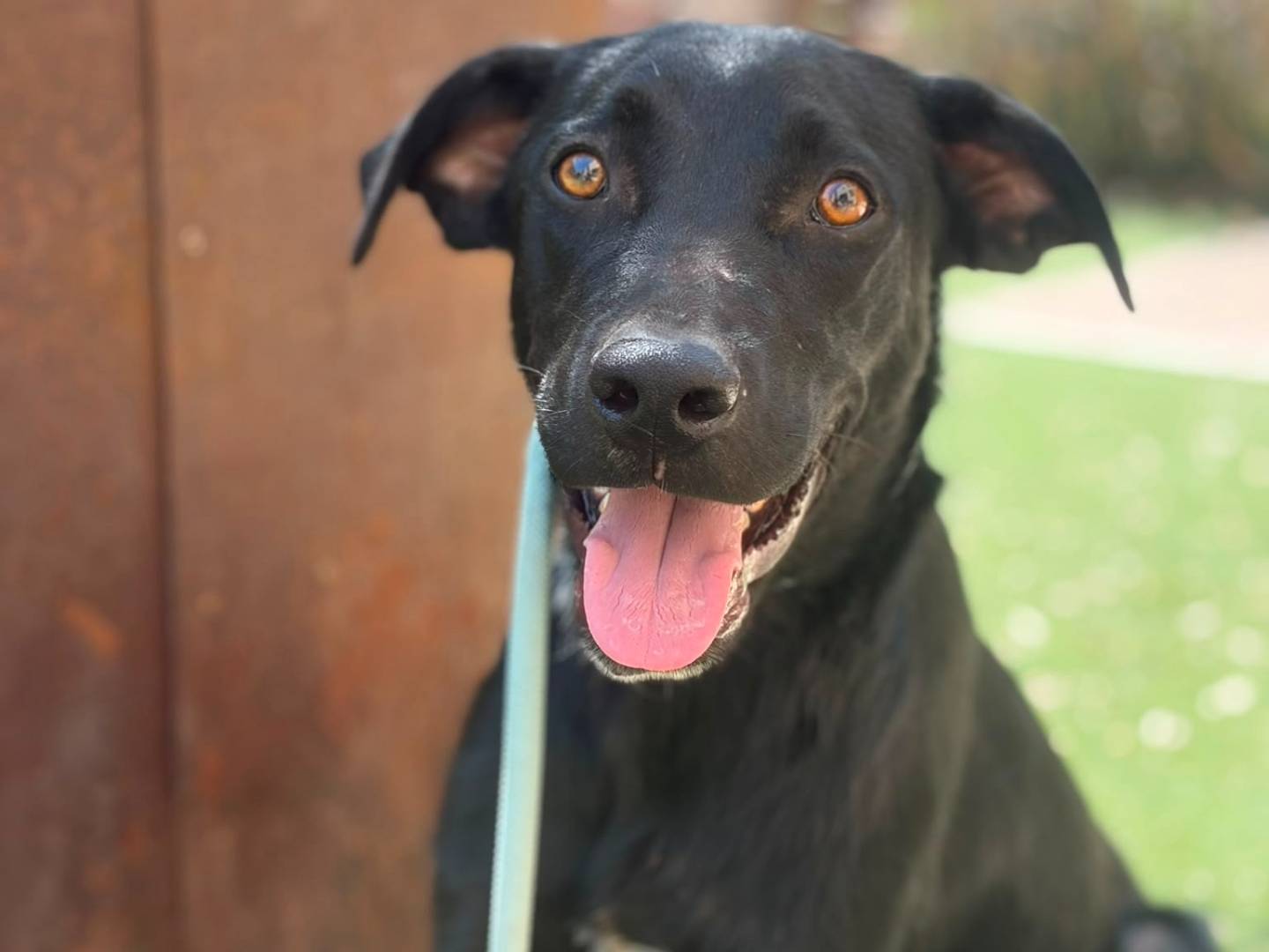 Adozione cane, maschio, Razza sconosciuta Razza sconosciuta, 4 mesi, taglia media contenuta, Siracusa