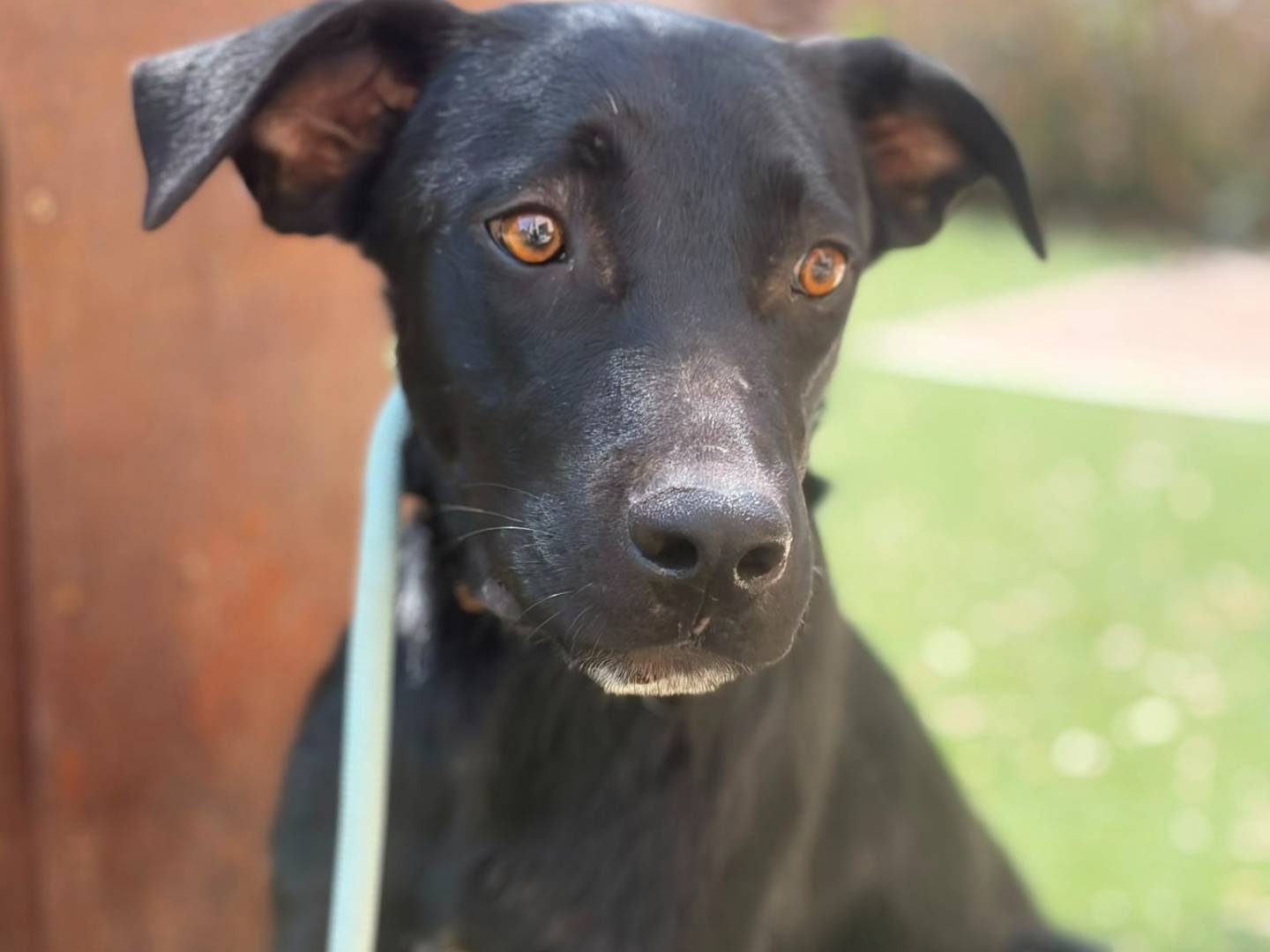 Adotta un cane, maschio, 4 mesi, Siracusa
