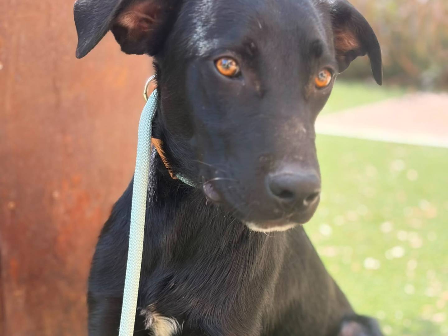Adotta un cane, taglia media contenuta, maschio, Siracusa