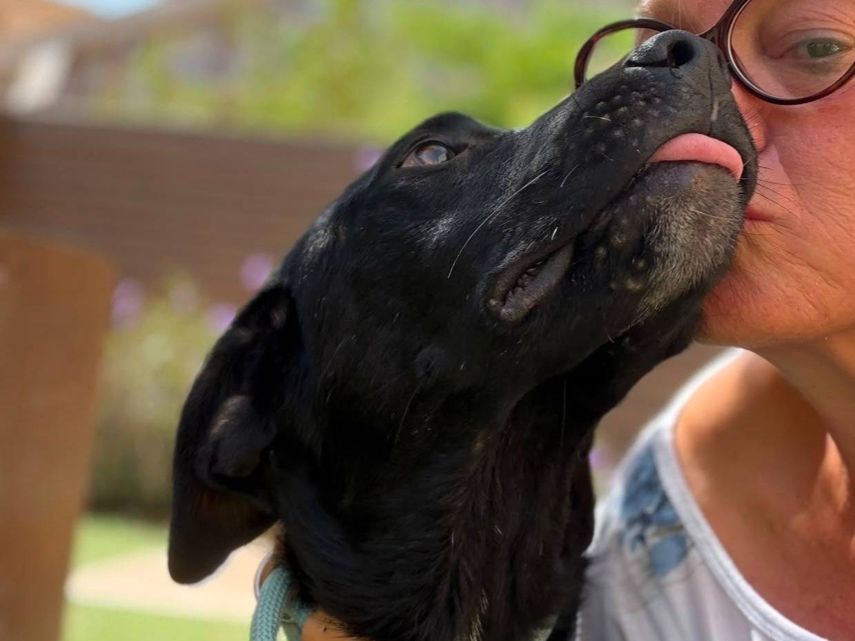 Vuoi adottare un cane a Siracusa?