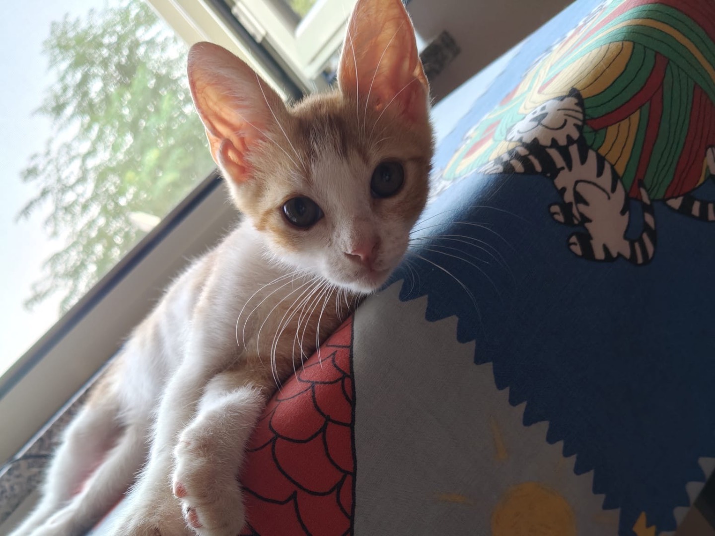 Adozione gatto, maschio, Razza sconosciuta Razza sconosciuta, 2 mesi, taglia non valida, Crotone