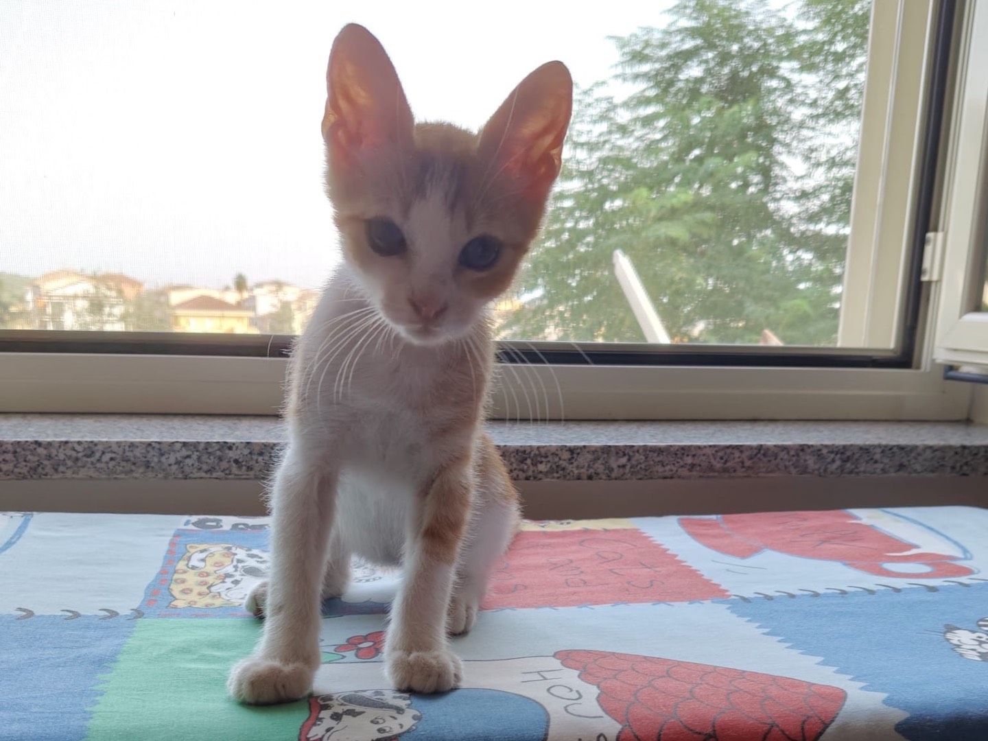 Adotta un gatto, maschio, 2 mesi, Crotone